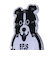 エビス（ebs）ストンプ ドッグ 4400510-STOMP DOG PURPLE