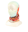 バフ（BUFF）ネックウエア COOLNET UV 576767 THEABERRY MULTI