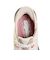 スケッチャーズ（SKECHERS）カジュアルシューズ スリップインズ グライドステップ アルタス ベージュ 150510-NTGY