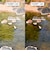 スワンズ（SWANS）スポーツサングラス Radiant Sol ULTRA LENS for FISHINGモデル RAD SOL-0168 SND