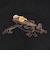 オークリー（OAKLEY）キャップ ESSENTIAL FROG FOS902530-021
