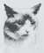 ねこプリントTシャツ【洗濯機洗い可】