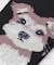 ◆シュナウザー クォーターソックス