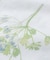 【シングル】エイボンブリー柄 フィットシーツ