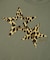LEOPARD STAR L/S BABY TEE