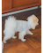 【CAT&DOG】【販路限定商品】ベビモコネップdogプルオーバー