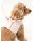 【CAT&DOG】【販路限定商品】リード