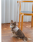 【CAT&DOG】【販路限定商品】リード