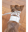 【CAT&DOG】【販路限定商品】リード