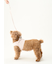 【CAT&DOG】【販路限定商品】リード