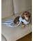 【CAT&DOG】【販路限定商品】リード