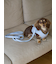 【CAT&DOG】【販路限定商品】リード