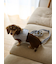 【CAT&DOG】【販路限定商品】リード