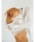 【CAT&DOG】【販路限定商品】COOLネックカバー