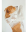 【CAT&DOG】【販路限定商品】COOLネックカバー