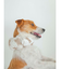 【CAT&DOG】【販路限定商品】COOLネックカバー