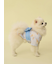 【CAT&DOG】浴衣