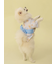 【CAT&DOG】浴衣