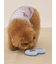 【CAT&DOG】トイプードルサングラストイ