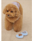 【CAT&DOG】トイプードルサングラストイ
