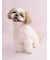【CAT&DOG】【Birthday】スムーズィーカップケーキジャガードプルオーバー