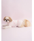 【CAT&DOG】【Birthday】スムーズィーカップケーキジャガードプルオーバー