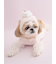 【CAT&DOG】【Birthday】スムーズィーカップケーキジャガードプルオーバー