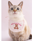 【CAT&DOG】【Birthday】スムーズィーバースデースタイ