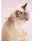 【CAT&DOG】【Birthday】スムーズィーバースデースタイ