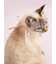 【CAT&DOG】【Birthday】スムーズィーバースデースタイ