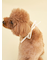 【CAT&DOG】【Birthday】スムーズィーバースデースタイ