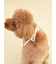 【CAT&DOG】【Birthday】スムーズィーバースデースタイ