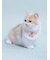 【CAT&DOG】【Birthday】スムーズィーバースデースタイ