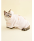 【CAT&DOG】【Birthday】スムーズィーケープ