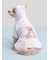 【CAT&DOG】【Birthday】スムーズィーケープ