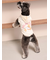 【CAT&DOG】スポーティーベア裏毛プルオーバー