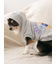 【CAT&DOG】スポーティーベア裏毛プルオーバー