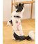 【CAT&DOG】スポーティーベア柄カットソープルオーバー
