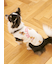 【CAT&DOG】スポーティーベア柄カットソープルオーバー