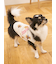 【CAT&DOG】スポーティーベア柄カットソープルオーバー