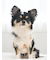 【CAT&DOG】スポーティーベア柄カットソープルオーバー