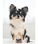 【CAT&DOG】スポーティーベア柄カットソープルオーバー