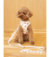 【CAT&DOG】背中あきハーネス