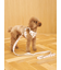 【CAT&DOG】背中あきハーネス