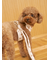 【CAT&DOG】背中あきハーネス
