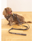 【CAT&DOG】背中あきハーネス