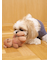 【CAT&DOG】ベアトイ