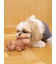 【CAT&DOG】ベアトイ