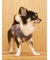 【CAT&DOG】ベア柄プルオーバー