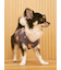 【CAT&DOG】ベア柄プルオーバー